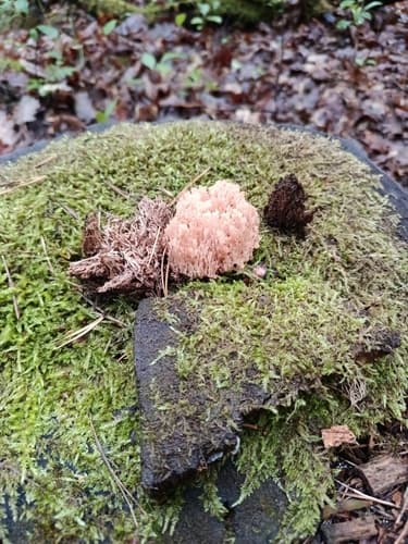 Artomyces microsporus