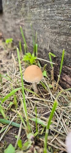 Candolleomyces