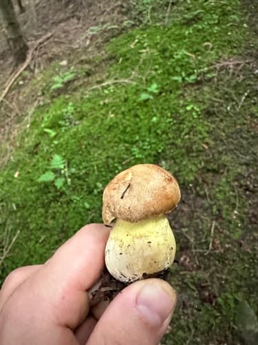 Masłoborowik górski