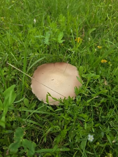 Pieczarniaki