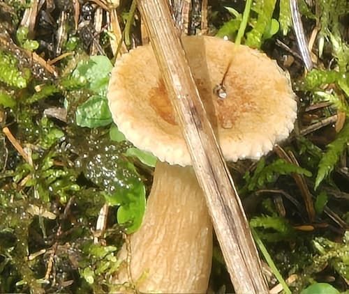 Pieczarniaki