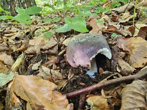 Gołąbek zielonawofioletowy