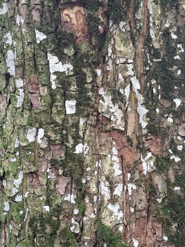 Dendrothele acerina