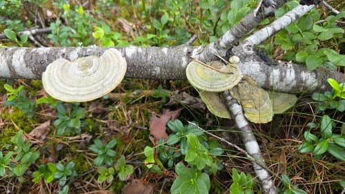 Wrośniak szorstki