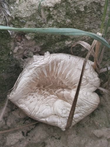 Pieczarka miejska