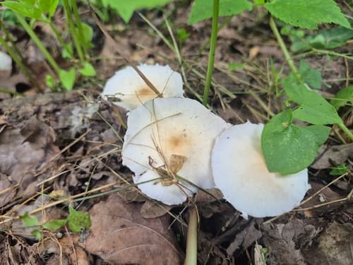 Kruchaweczka zaroślowa