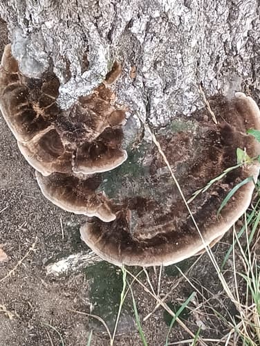 Coriolopsis