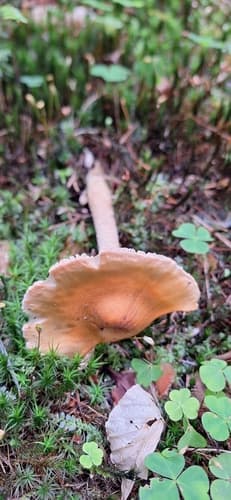 Muchomor żółtawy