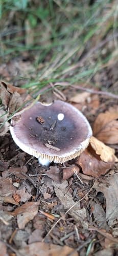 Gołąbek ciemnopurpurowy