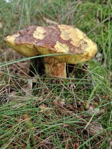 podgrzybek