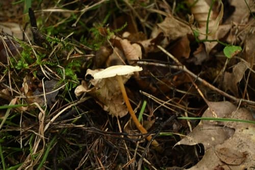 Gymnopus