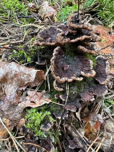 Chropiatka pospolita