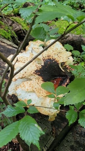Żagiew Łuskowata