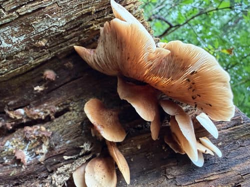 Crepidotus