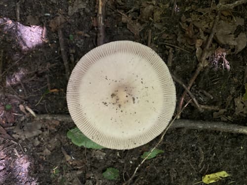 Vaginatae