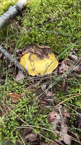 Gołąbek jasnożółty