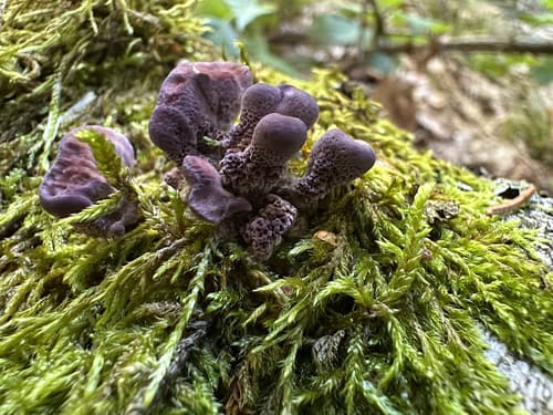 Chrząstkoskórnik purpurowy