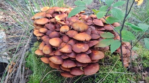 Łuskwiak zmienny