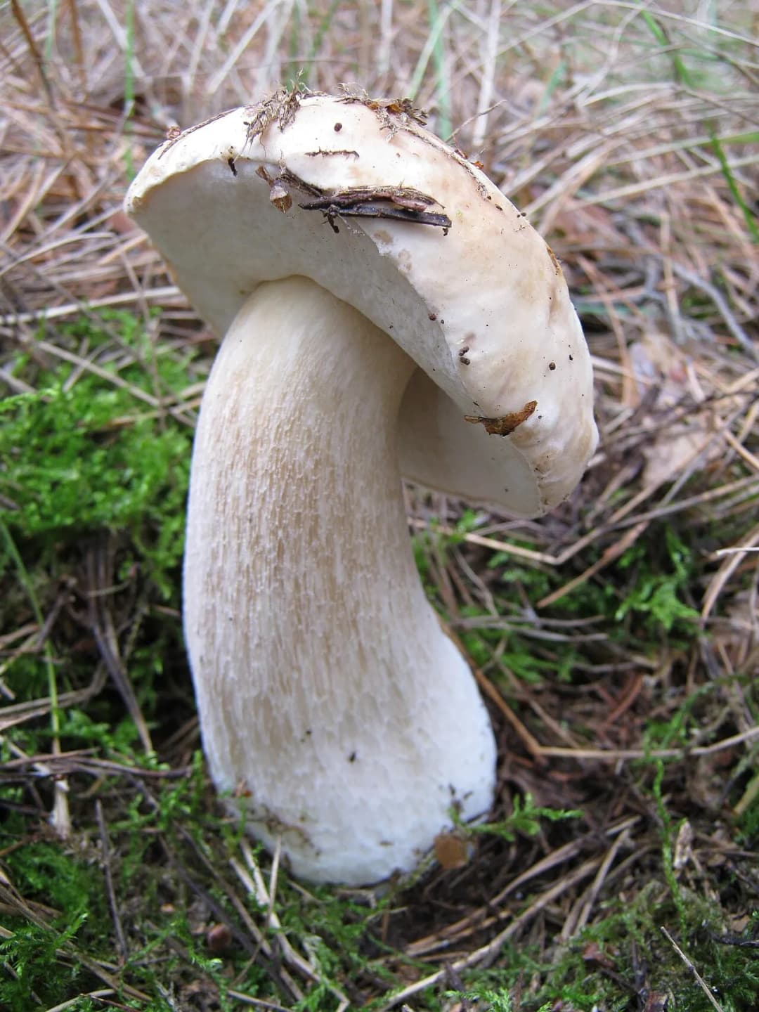 Boletus