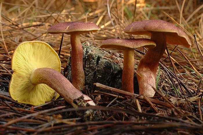 Tricholomopsis