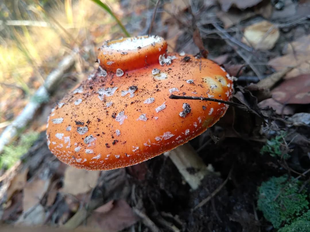 Amanita
