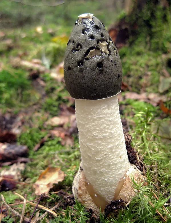 Phallus