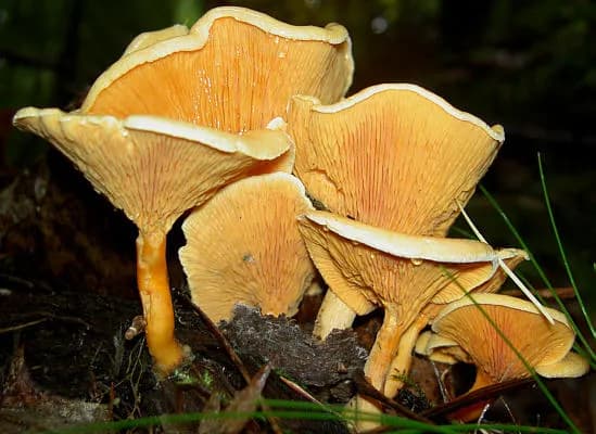 Hygrophoropsis
