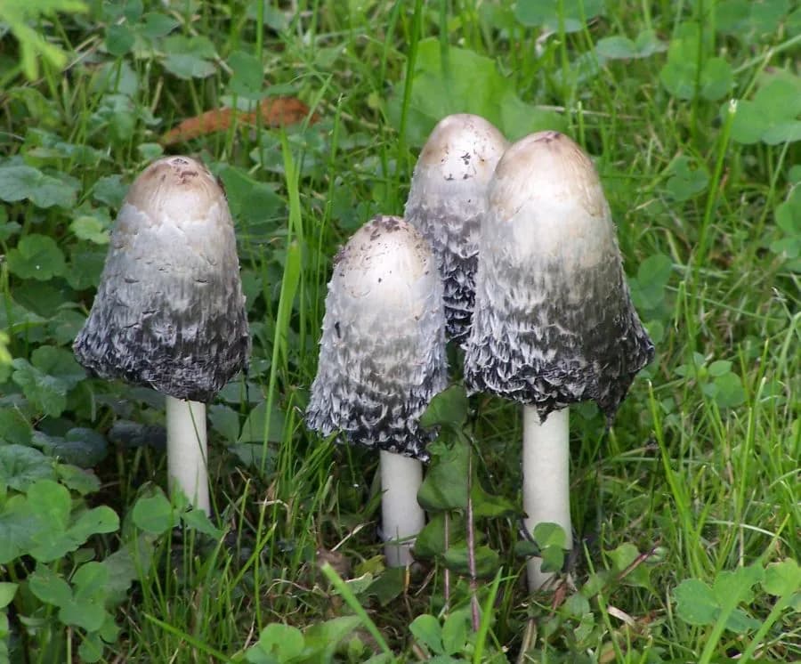 Coprinus