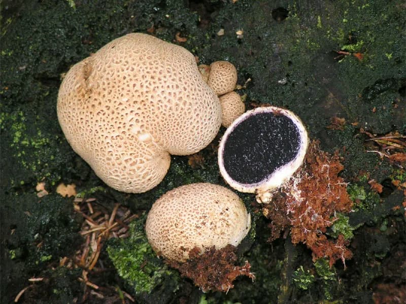 Scleroderma