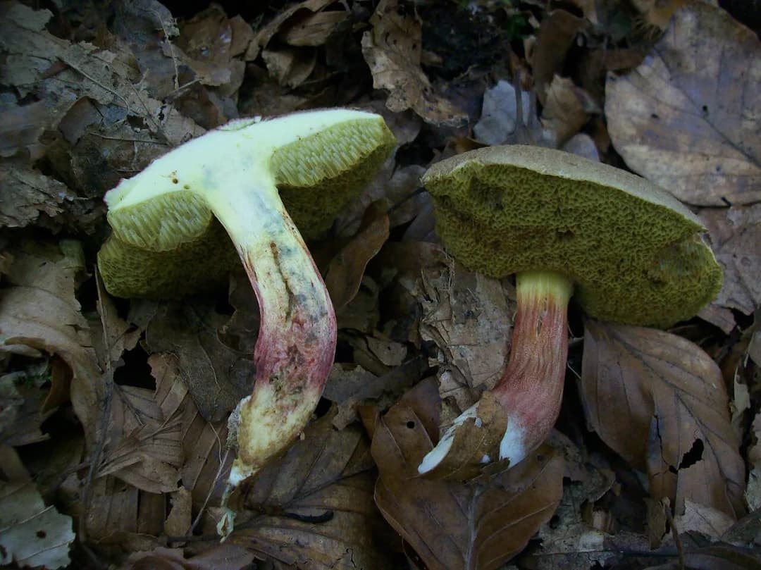 Xerocomellus