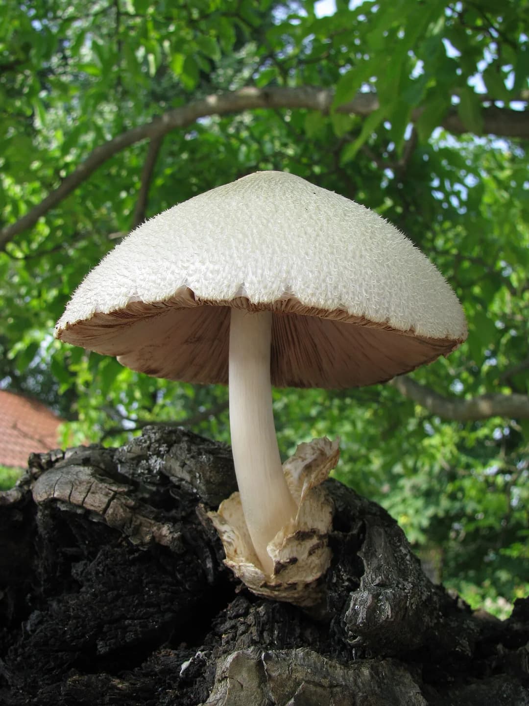Volvariella