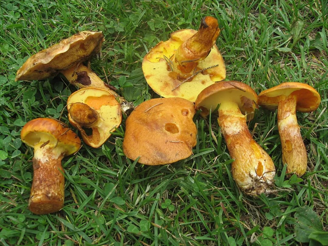 Suillus