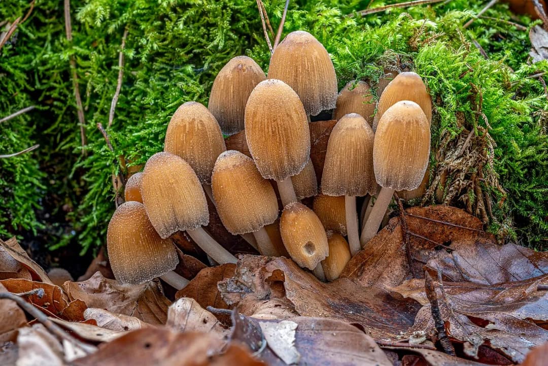 Coprinellus