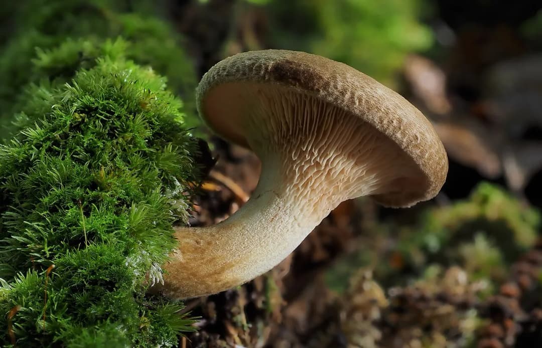Paxillus