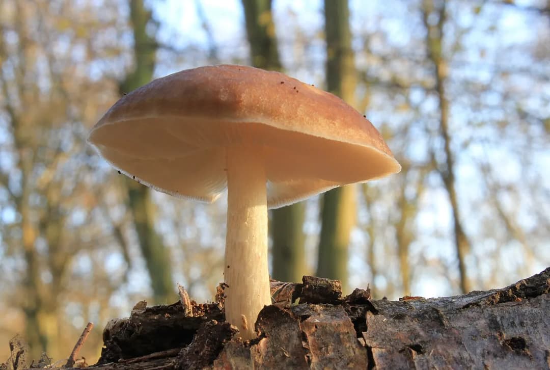 Pluteus