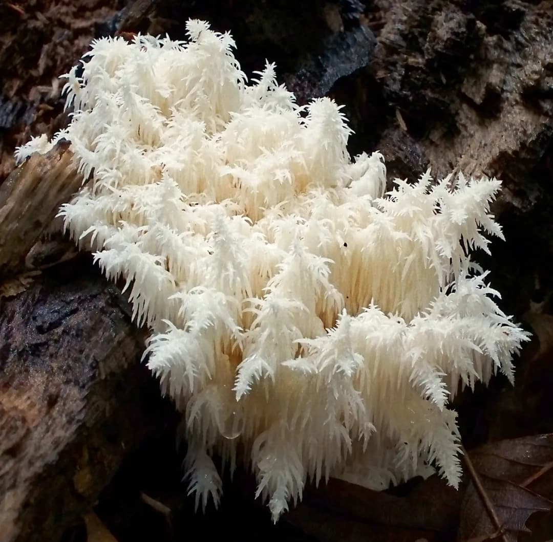 Hericium
