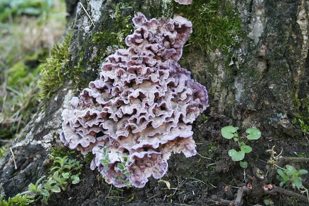 Chondrostereum