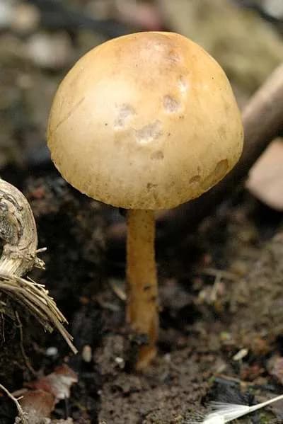 Agrocybe