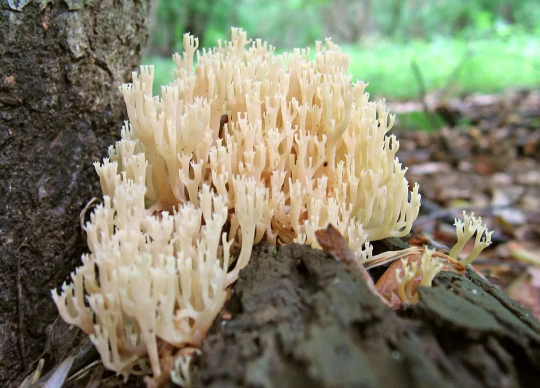 Artomyces