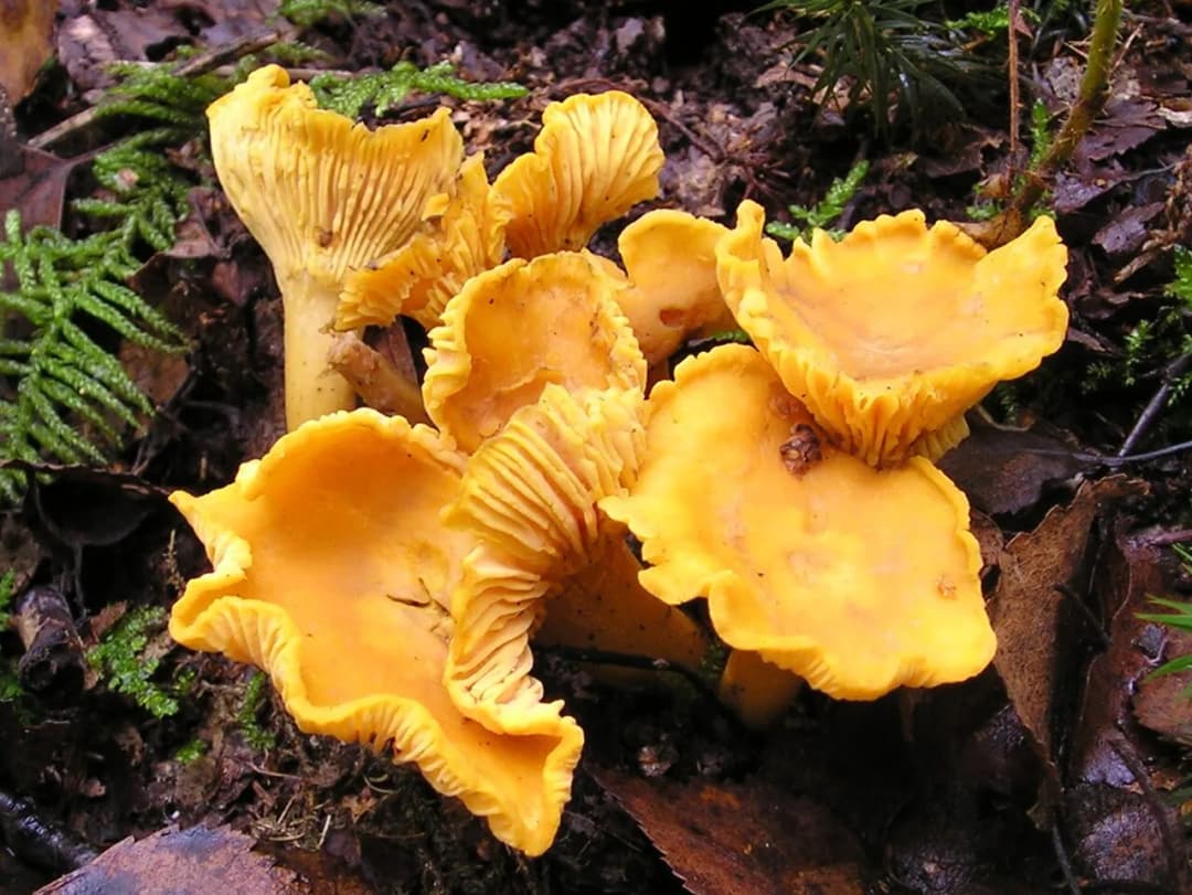 Cantharellus