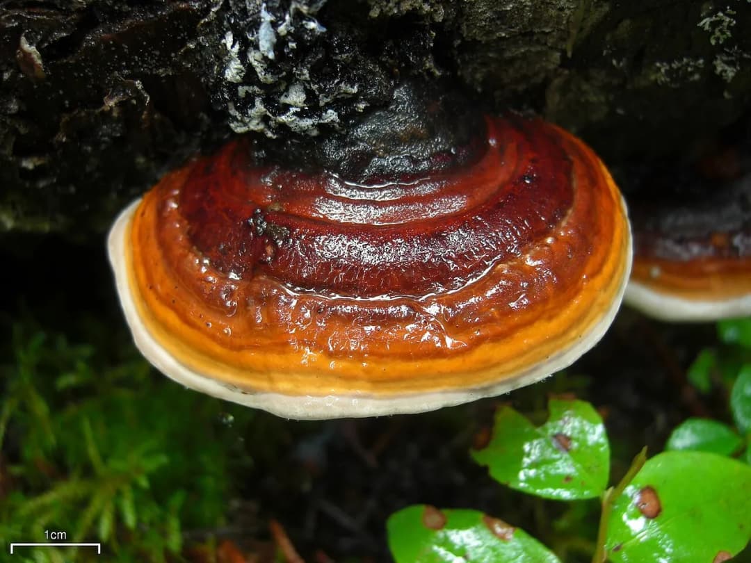Fomitopsis