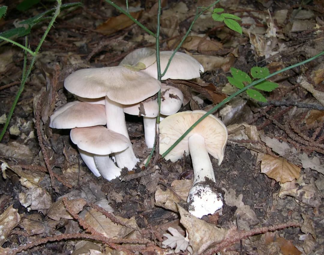 Entoloma