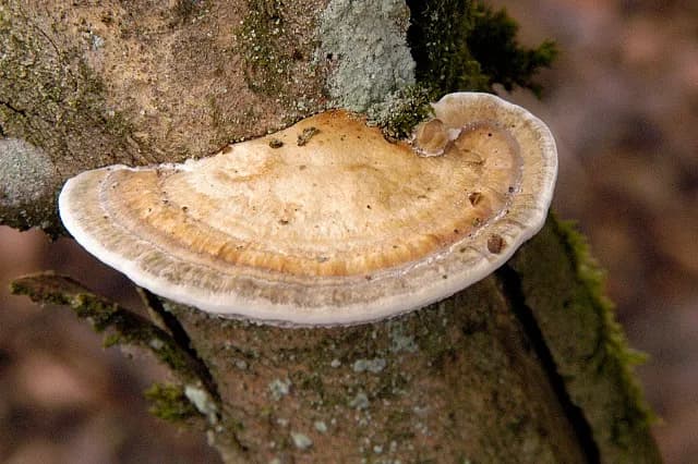 Daedaleopsis