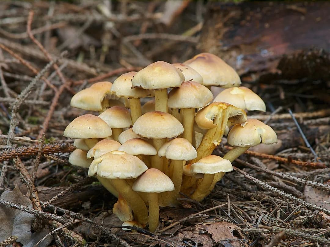 Hypholoma