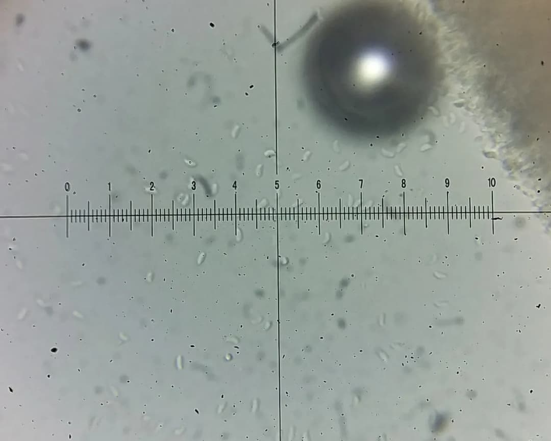 Basidioradulum