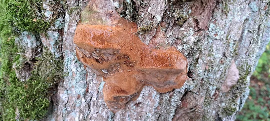 Fomitiporia