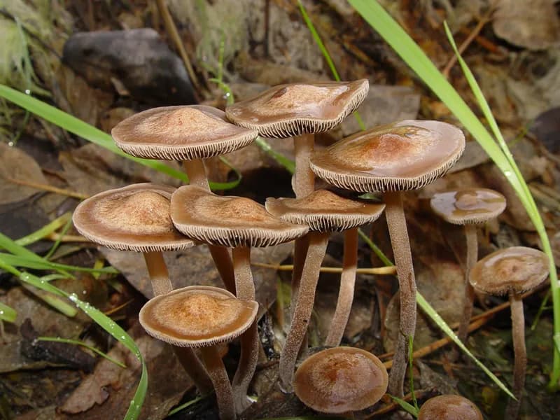 Panaeolus