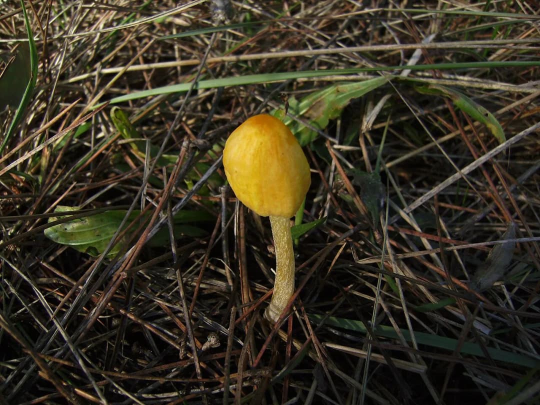 Bolbitius