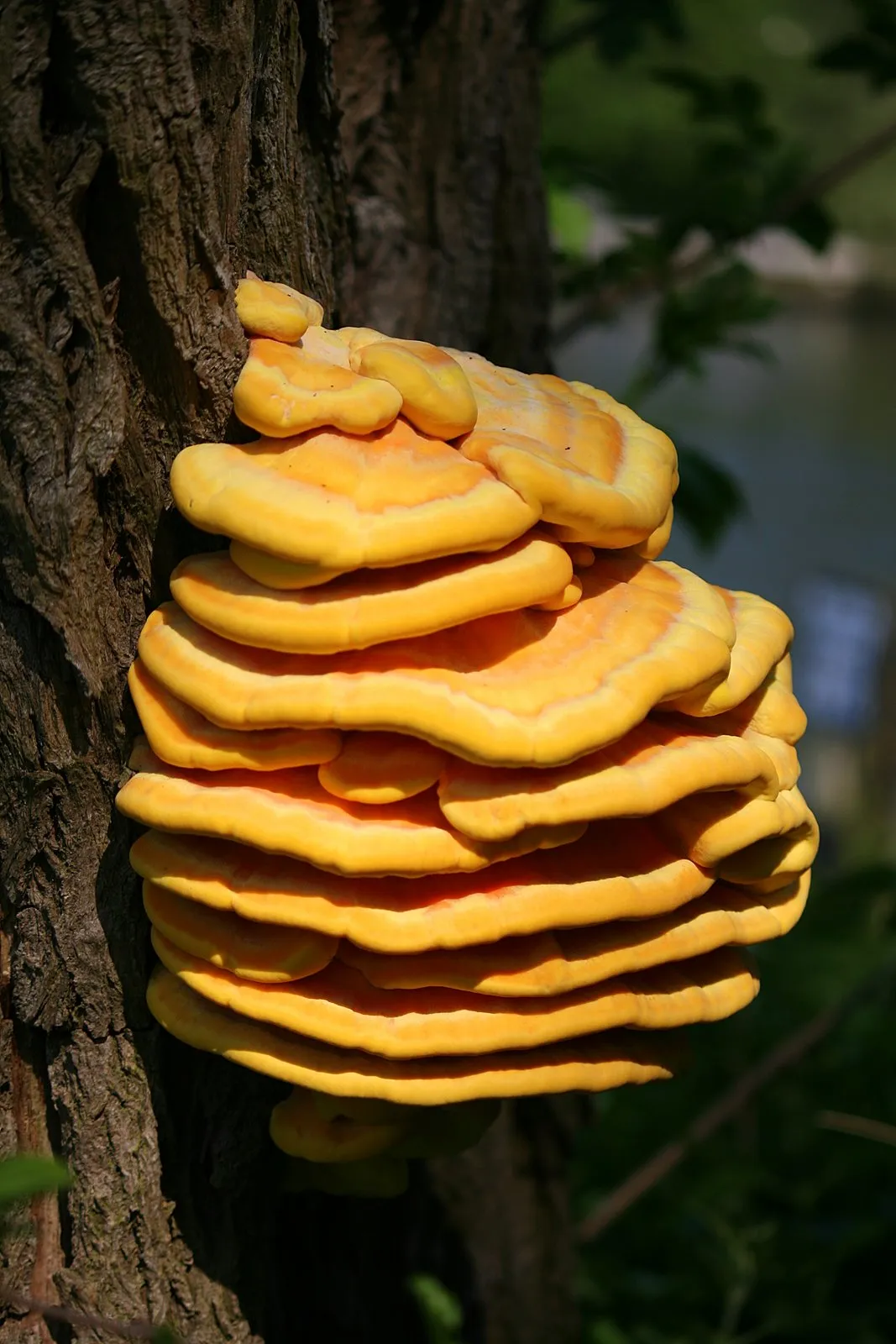 Laetiporus