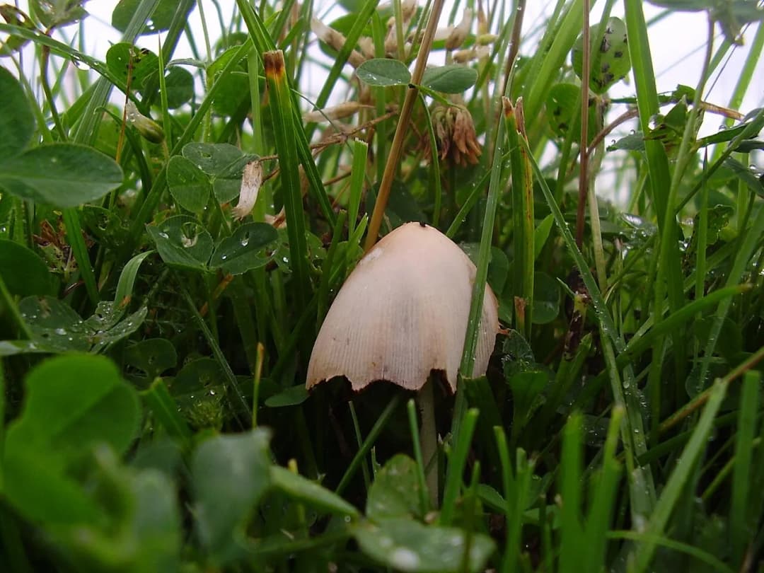 Conocybe